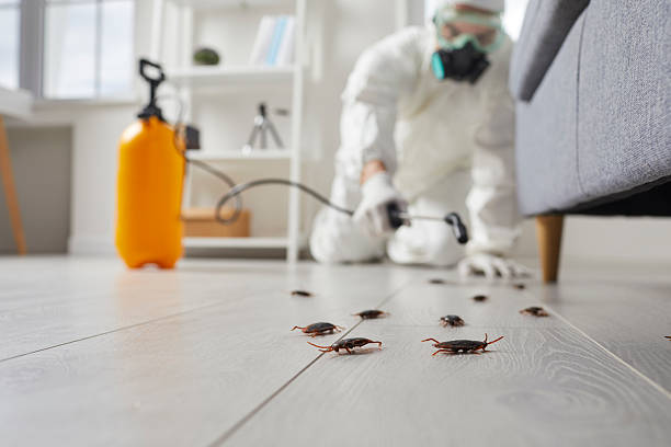 Commercial Kitchen Cockroach Control in Cambria